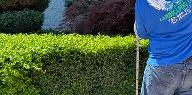 Angels & family landscaping team member trimming a bush in holmdel nj