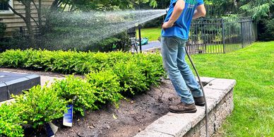 Watering boxwoods in colts neck nj
