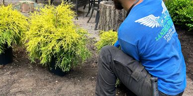 Planting a golden mop in middletown nj