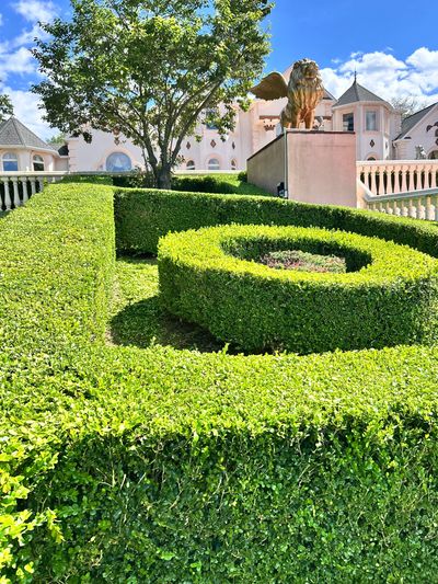 Just trimmed boxwood hedges in holmdel nj
