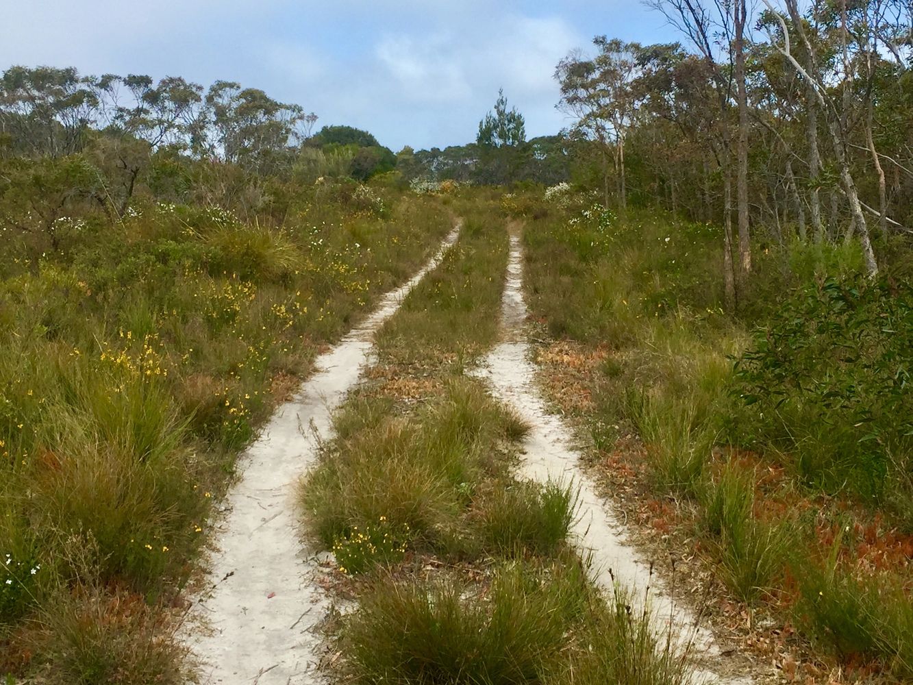 Forest walking track
