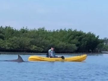 A person in a yellow kayak with a shark fin nearby.