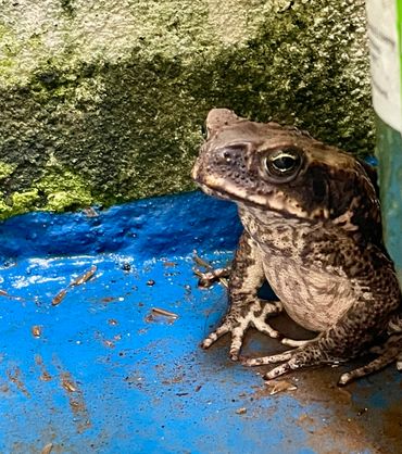 A toad resting on a blue surface near a mossy wall.