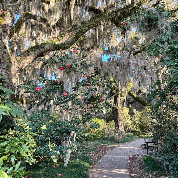 A serene garden path with blooming flowers and moss-covered trees.