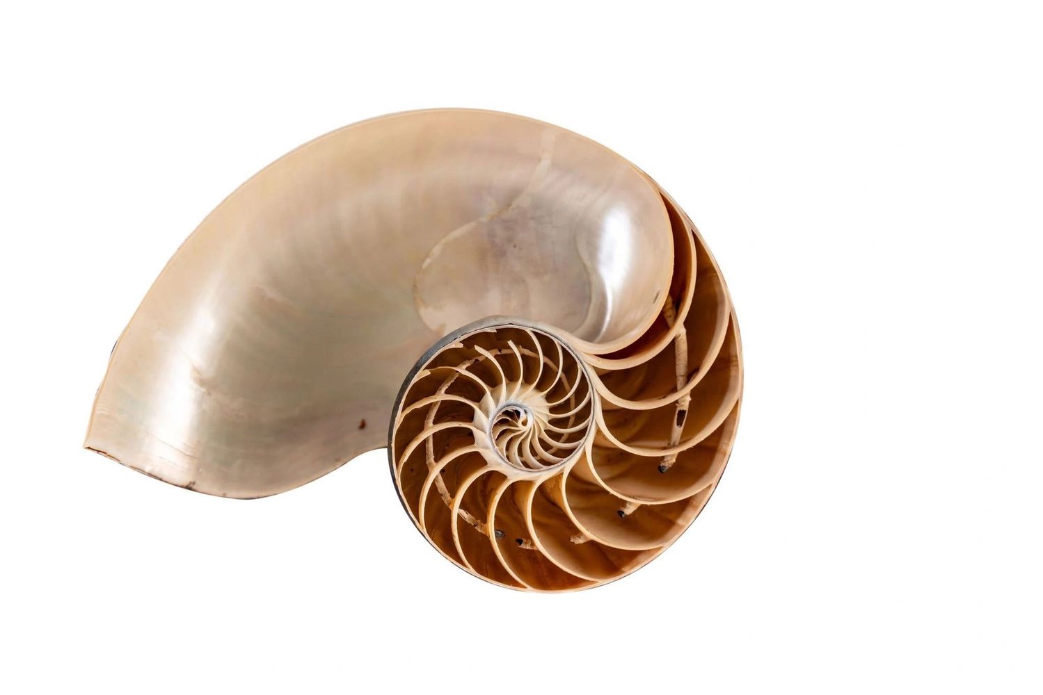She Shell Art By Miffy content page nautilus seashell photo image.
Australian Coastal Artist