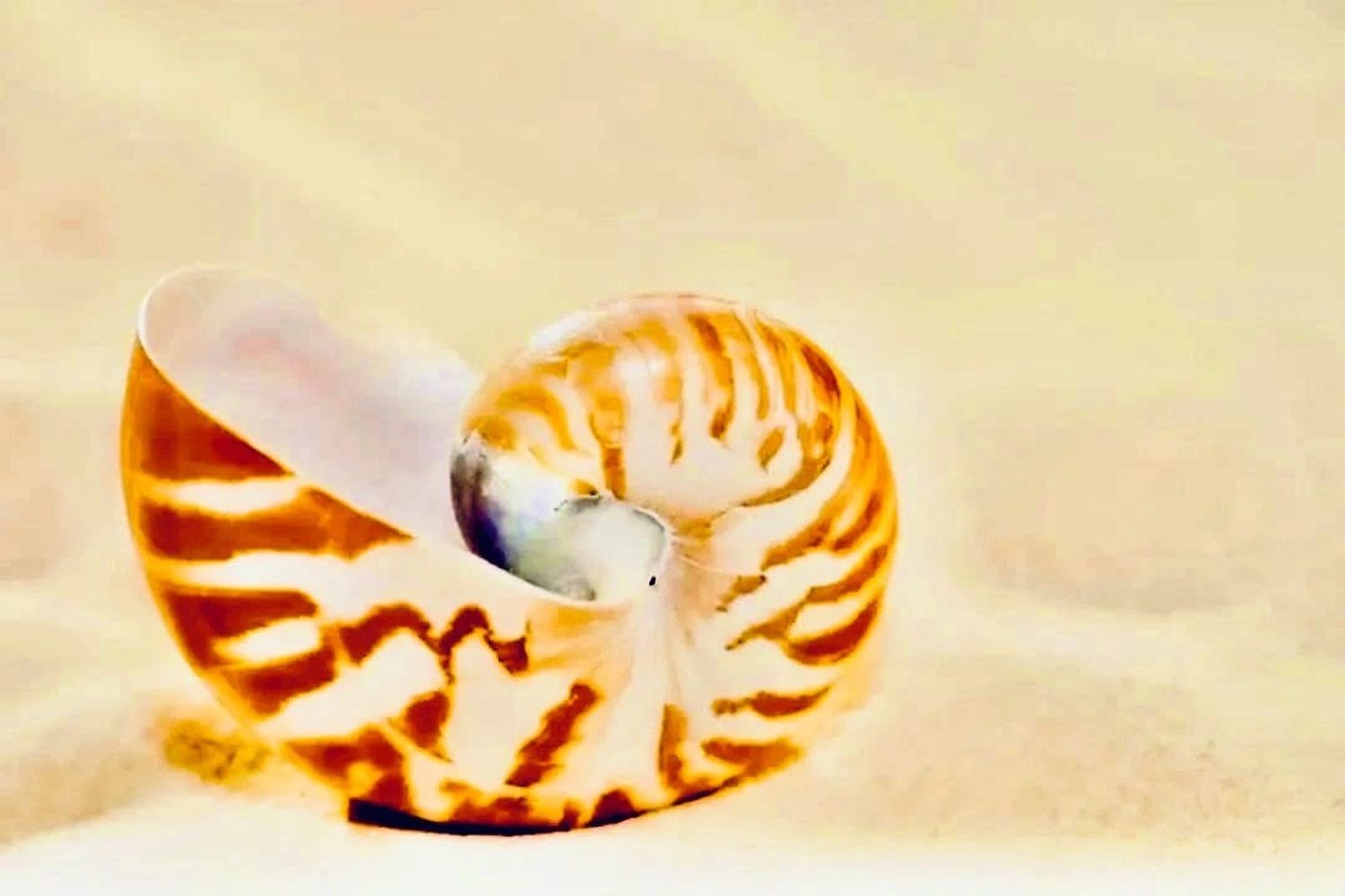 She Shell Art By Miffy
Australian. Coastal Decor Artist
Coastal Homewares