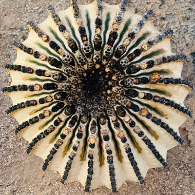 Charred cactus
