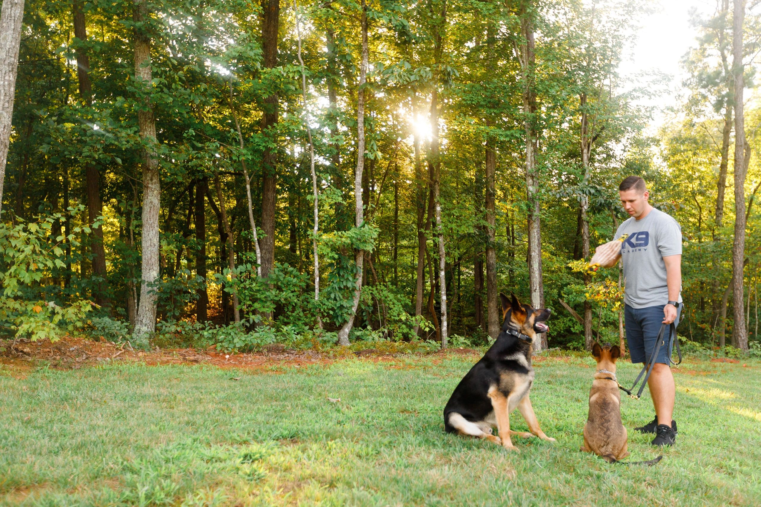 Dog Training The K9 Academy