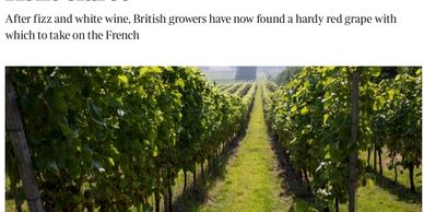 The Times article on Divico made by Defined Wine
