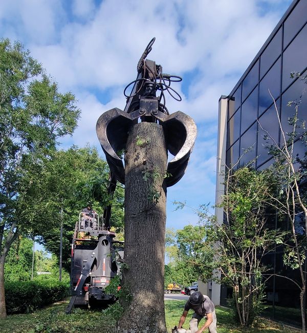 Crane removing large tree on a commercial job.
