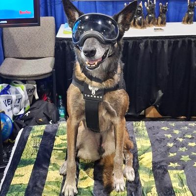 Dog wearing futuristic goggles and harness, sitting on a patterned blanket.
