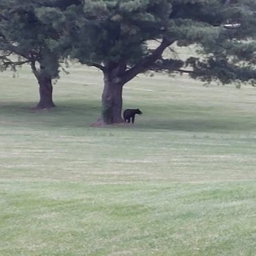 Yogi Bear showed doing women's night.