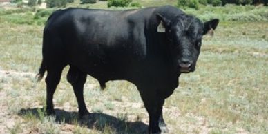 Black Bull