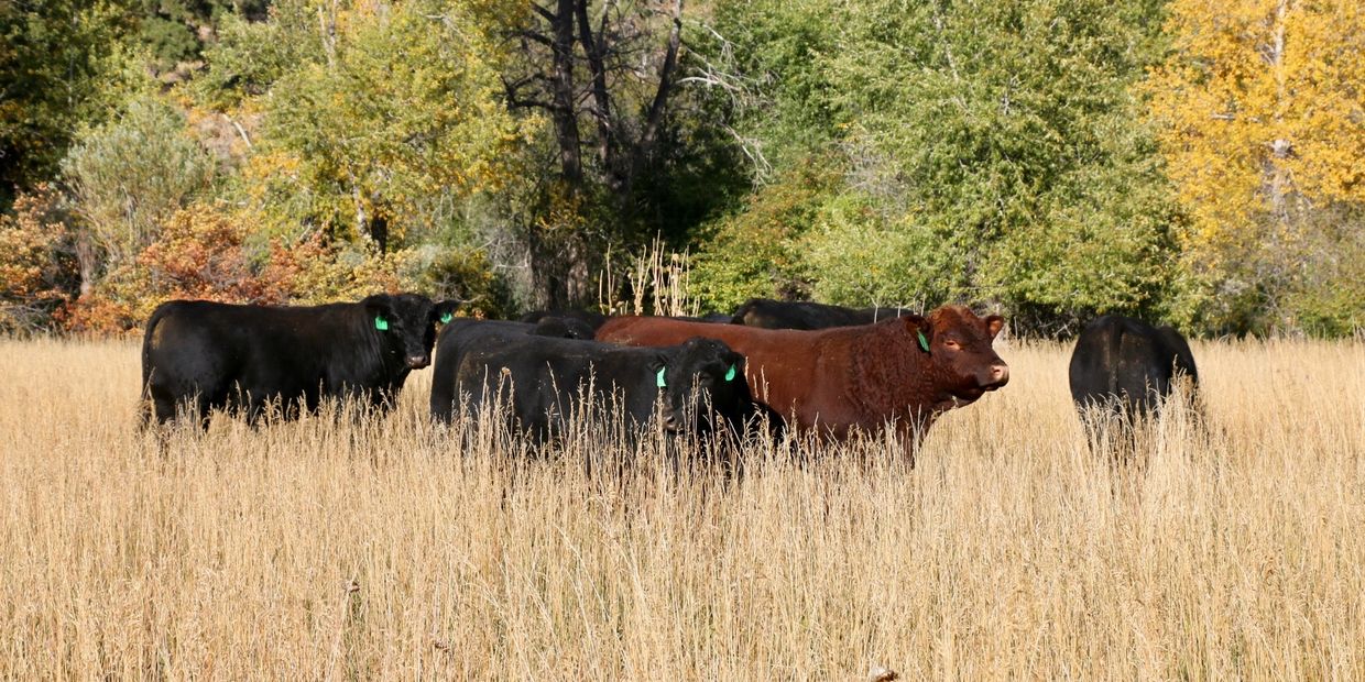 Irish Blacks and Irish Reds