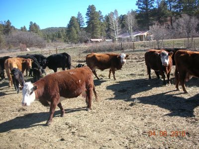Groups of cows