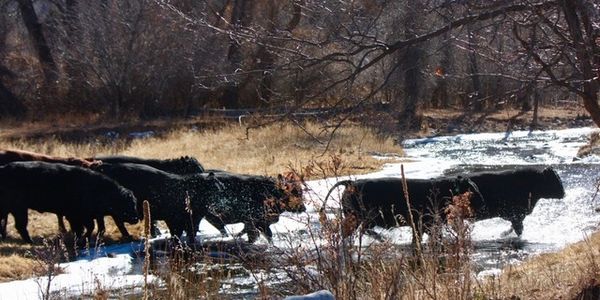 Black and Red Cattle