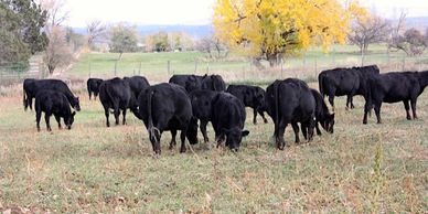 Cattle Herd