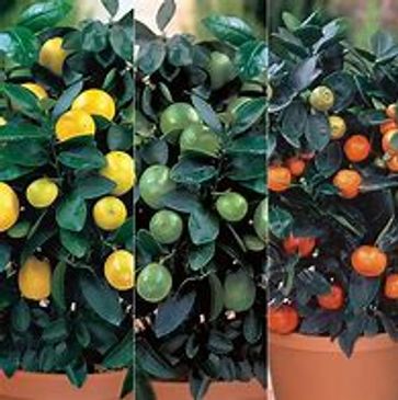 Locally grown citrus and fruit are a good way to add flavor to your living space