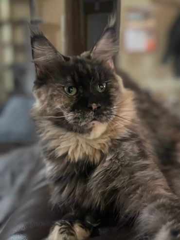 Close-up of a fluffy tortoiseshell Maine Coon cat with green eyes.