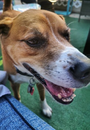 I love the puppy pools and splash pad.
