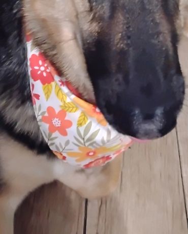 Happy Times @ Pet Spa Boarding