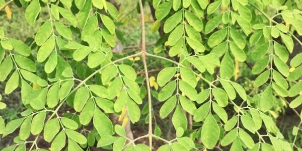 Moringa leaves