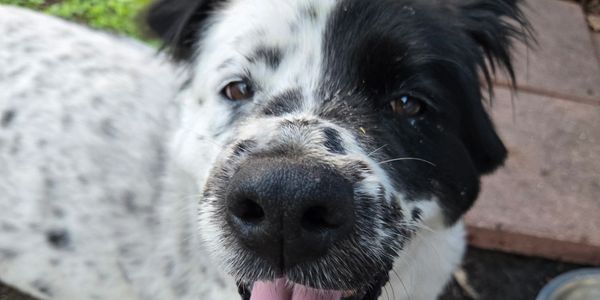 Close-up of a black and white dog with speckled fur and its tongue out.