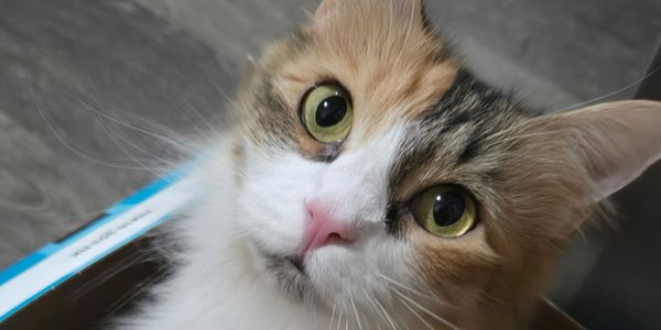 Close-up of a curious cat with large green eyes and a pink nose.
