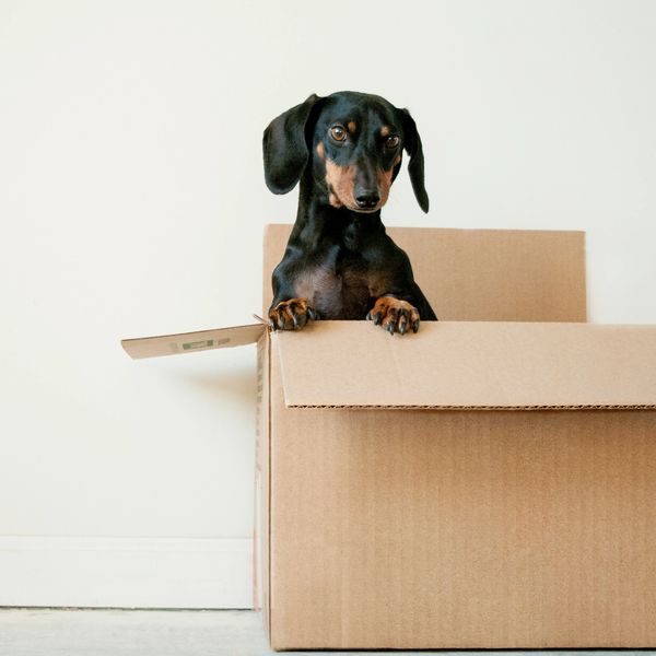 Adorable black & tan dachshund in a moving box