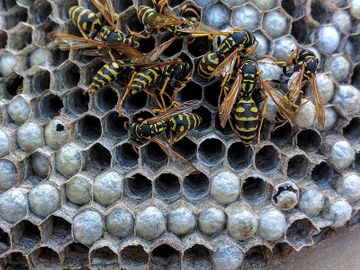 Paper wasps are brown and yellow in color and are common wasps. Nests are found in sheltered areas,