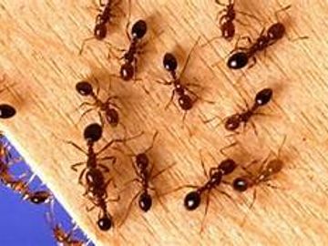  Red Imported Fire Ants: vary in size from one-eighth to three-eighths inches. They construct large 