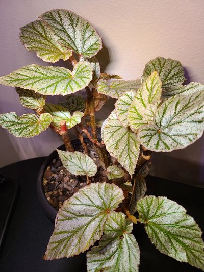 Frosty Don Miller Cane Begonia
