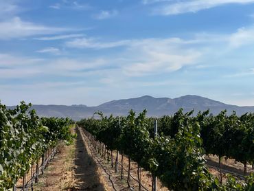 Rows of grapevines in a vineyard with mountains in the background under a blue sky.