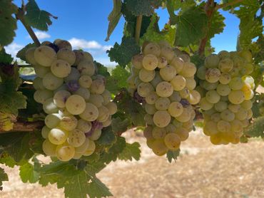 Clusters of ripe white grapes hanging on the vine with green leaves.