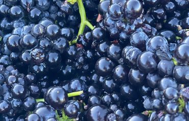 Close-up of shiny, dark purple elderberries with green stems.