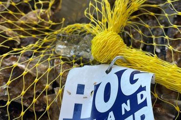 Bag of oysters from Hog Island Oyster Company on ice.