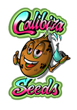 Calibiza Seeds 