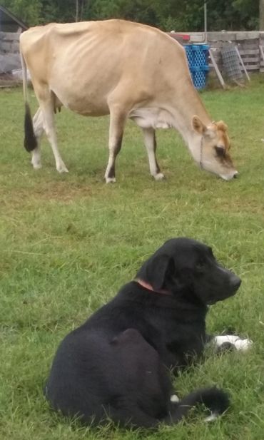 Left - Cali looking over the Atlantic Ocean
Above - Theodore working on the farm
Right - Bridger hik
