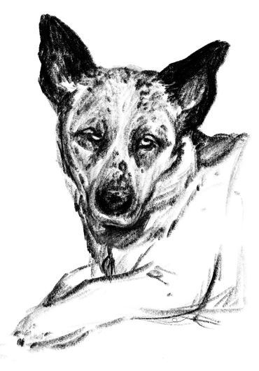 Sam Smith black and white portrait Ellen the dog