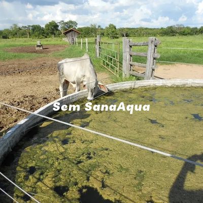 SANAAQUA PRODUTO EXCLUSIVO PARA RESOLVER PROBLEMA DE ÁGUA SUJA PARA SUA CRIAÇÃO. EXCLUSIVO AGROBULLA