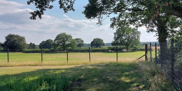 Sunny rural field with trees and fencing.