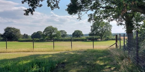 Sunny rural field with trees and fencing.
