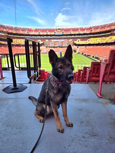 K9 Lemon working at a stadium.