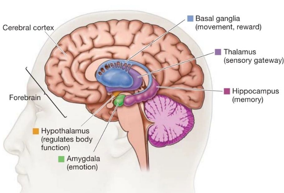 A Brain Diagram With Labeling in Color