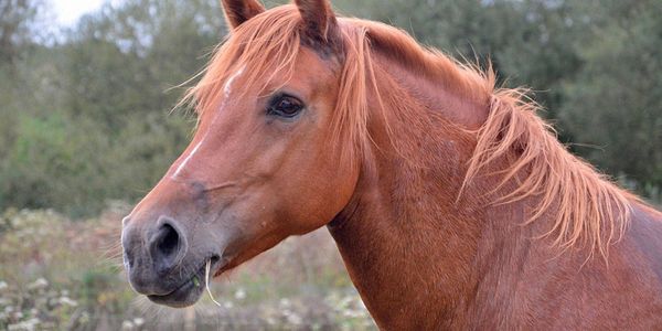 indicates treatment of horses