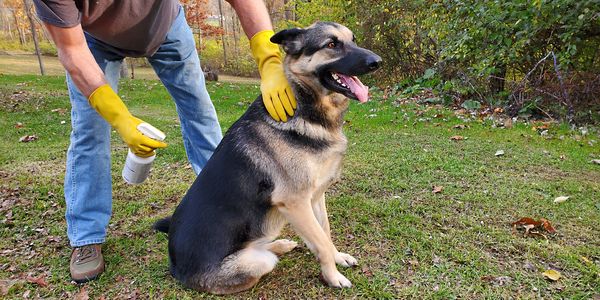 treating dogs for ticks and fleas