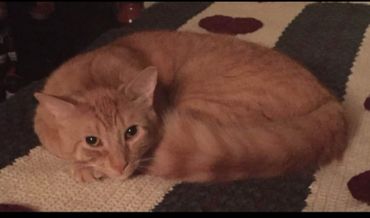 Meet my precious Fur Baby Reese'
He is 10 years old and has the sweetest personality.