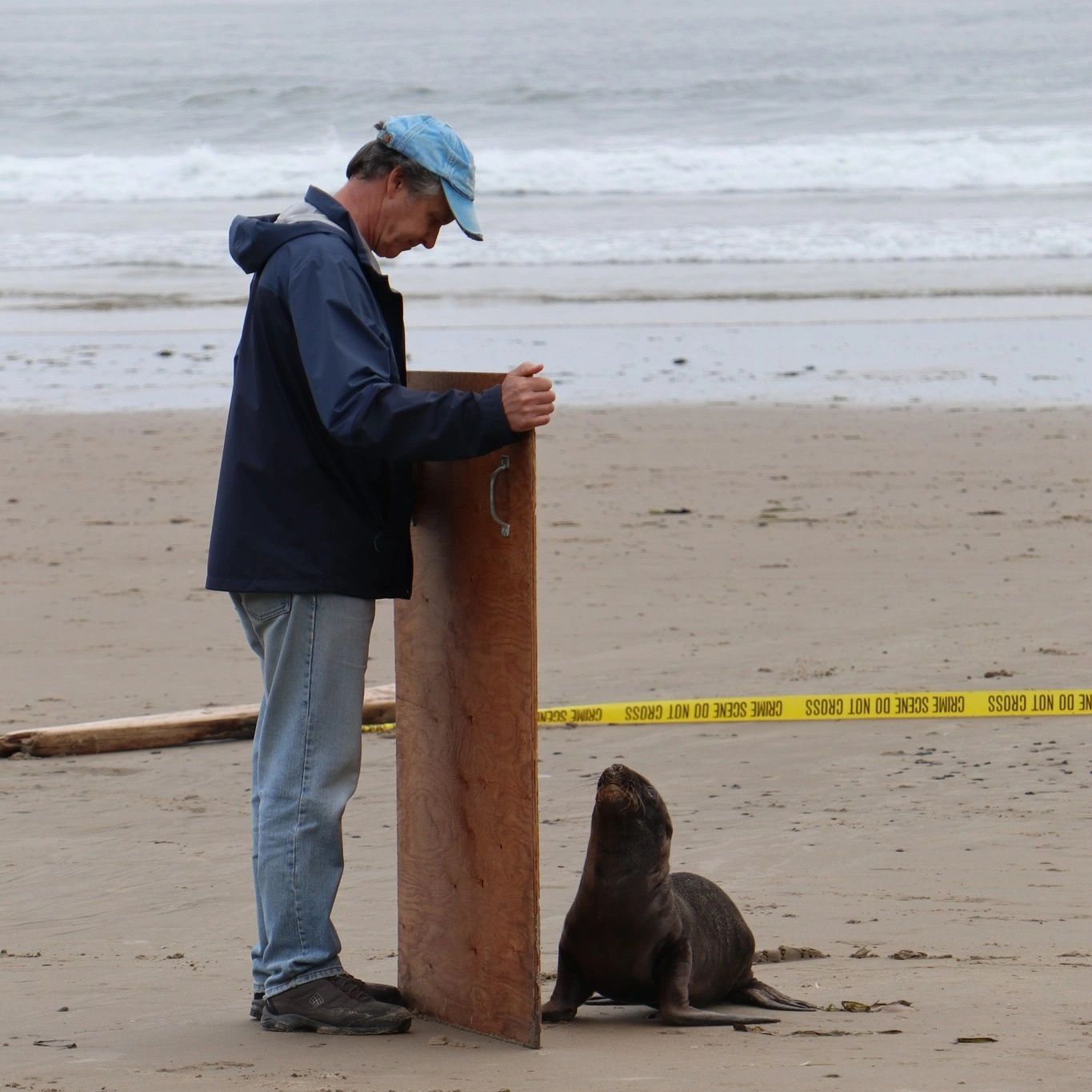 Man on beach next to sea lion pup.