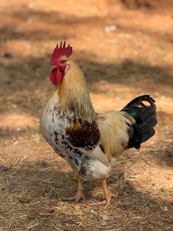 A colorful rooster standing on dirt ground.