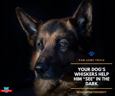 A German Shepherd dog with text about how whiskers help dogs see in the dark.